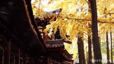 紫荆树与中国传统建筑